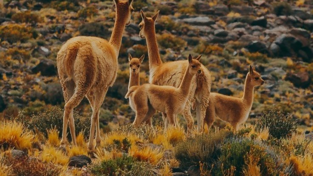 PHOTO-2025-01-09-21-37-44